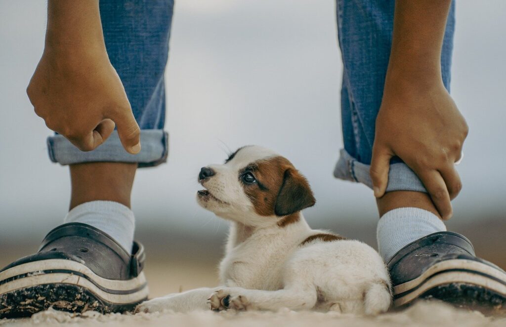 jack russell, puppy, mammal-8379770.jpg