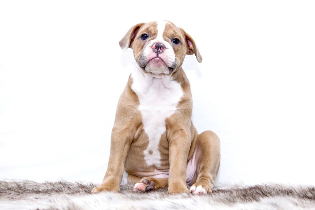 puppy, bulldog, animal-1118584.jpg