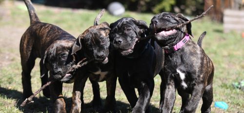 cane corso, dogs, animals-6922966.jpg